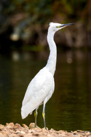 Great white egret cautious