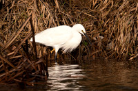 Great white egret fishing in the shallows