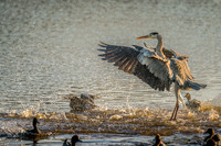Heron landing amongst the ducks