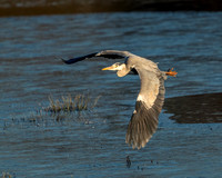 Heron soaring in the sunrise