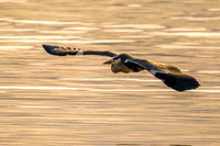 Heron soaring