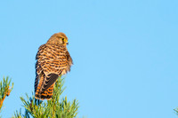 Kestral hunting from the roost