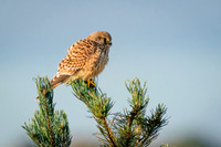 Kestral taking a rest