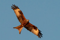Red Kite soaring in the sunset