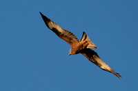 Red Kite soaring