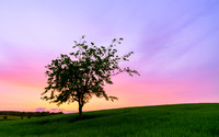 Lone tree after the sunset Nigel Hare Photography