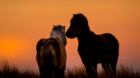 Dartmoor ponies in sunset Nigel Hare Photography