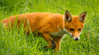Fox stalking Nigel Hare Photography