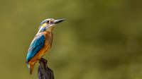 Kingfisher on post Nigel Hare Photography