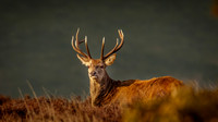 Red Exmoor deer stag Nigel Hare Photography