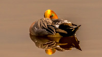 Widgeon watching the sunrise Nigel Hare Photography