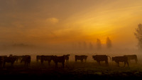 Cows in the sunrise fog