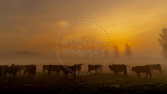 Cows in the sunrise fog