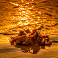 Seaweed washed up in the sunrise