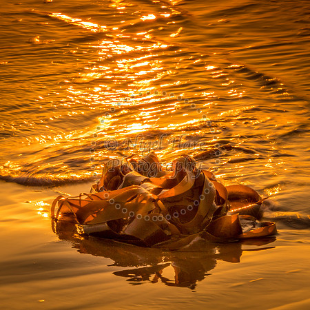 Seaweed washed up in the sunrise