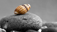 Shell on pebble