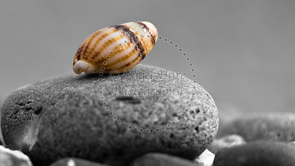 Shell on pebble