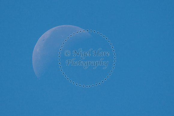 Shy moon